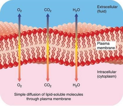 Is only molecules that are entering the cell from the outside can diffuse via passive-example-1