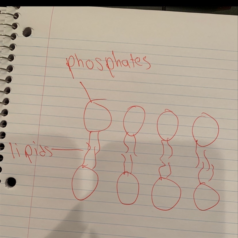 Describe the structure of a phospholipid.-example-1