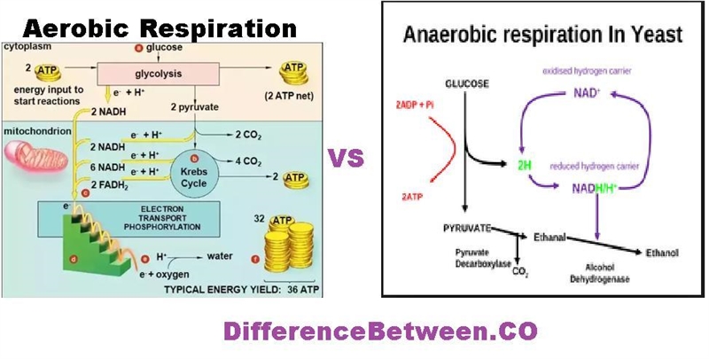 Describe two scenarios where where respiration can occur-example-2