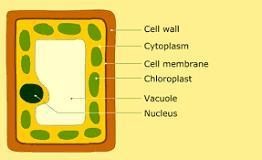 What is photosynthesis and where does it occur-example-1