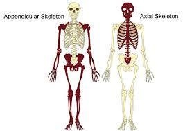 What parts of your body make up your appendicular skeleton? Axial skeleton-example-1