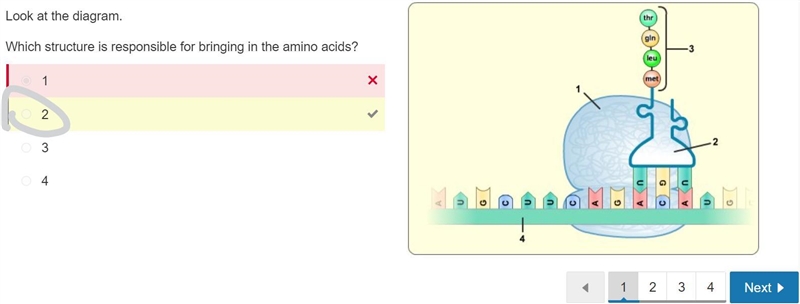 Which structure in the diagram is responsible for bringing in amino acids-example-1