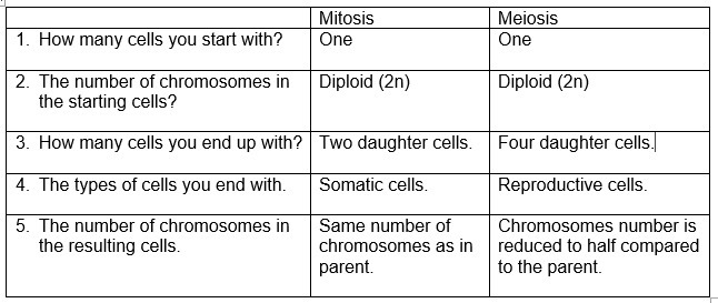 Comparing mitosis and meiosis-example-1