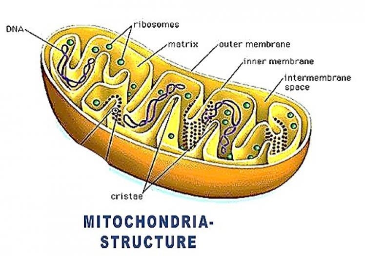 What is the space in the middle of the mitochondria called?-example-1