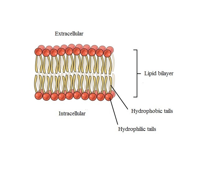 Phospholipids are arranged to form the plasma membrane so that A. The heads are facing-example-1