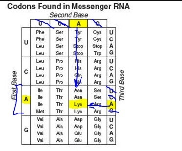 Use the following chart to determine what peptide would be made if you had a DNA sequence-example-1