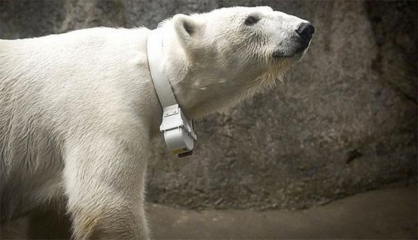 which technology do environmental scientists use to track the movements or polar bears-example-1