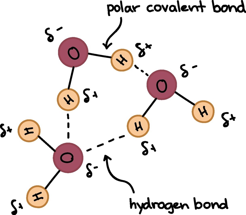 What property of water gives it a strong surface tension? It dissolves ionic substances-example-1