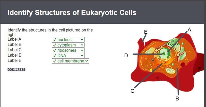 Identify the structures in the cell pictured on the right.-example-1