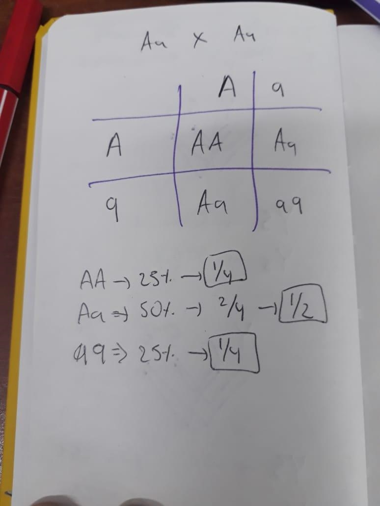 From the cross AaxAa the possibility of producing a homozygous dominant offspring-example-1