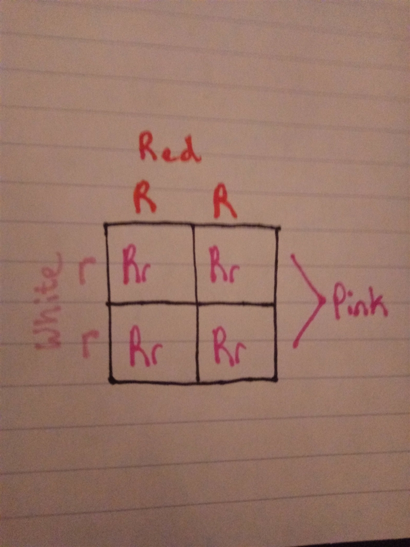 Help please !! I really don’t understand this much☹️-example-2