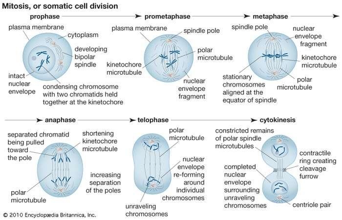 Why is mitosis important to all living things? Mitosis is the way in which multicellular-example-1