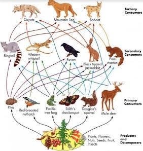 Which is an interconnection of food chains in an ecosystem-example-1