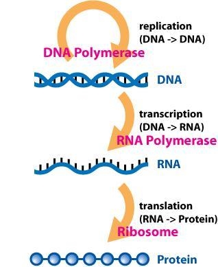 Which of the following best describes the process of transcription during protein-example-1