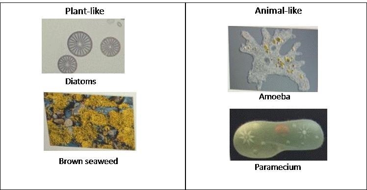 Drag each tile to the correct location Anne, an intern in a microbiology lab, was-example-1