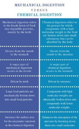 Which best defferentiates between chemical digestion mechanical digestion-example-1