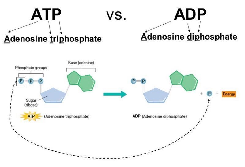 ATP and ADP consists of three parts: and-example-1