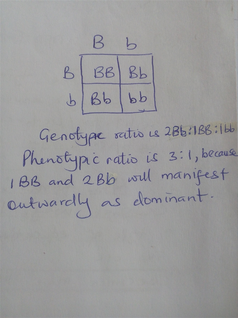 Both male and female rats have genotype Bb. Based on the Punnett square, Carol concluded-example-1