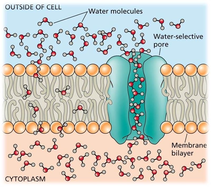 Which of the letters above best models a molecule of water moving into the membrane-example-1