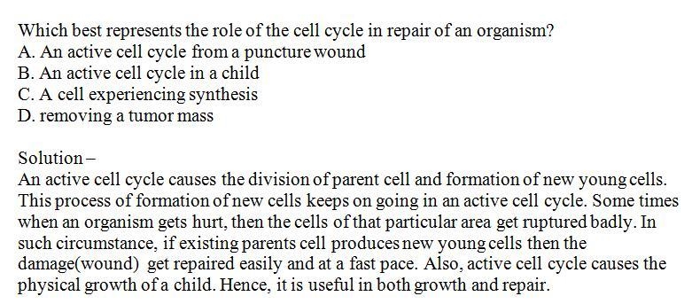 Which best represents the role of the cell cycle in repair of an organism-example-1