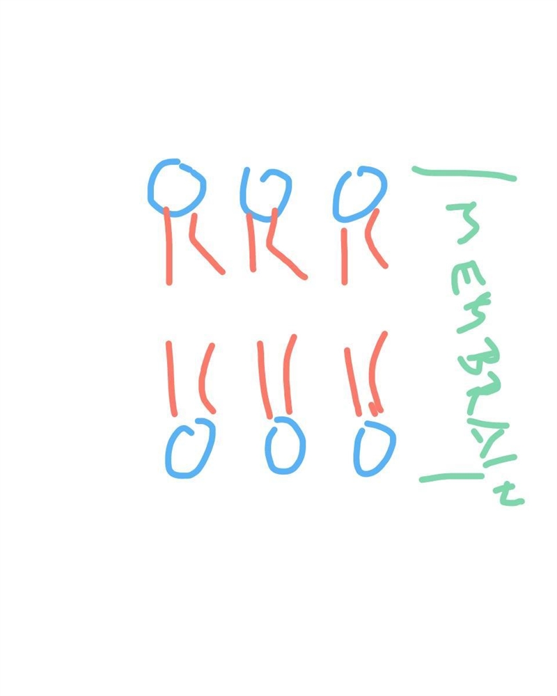 How is the plasma membrane of a cell organized? Question 15 options: one layer of-example-1