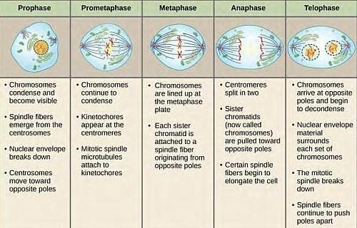 What stage of mitosis is shown?-example-1