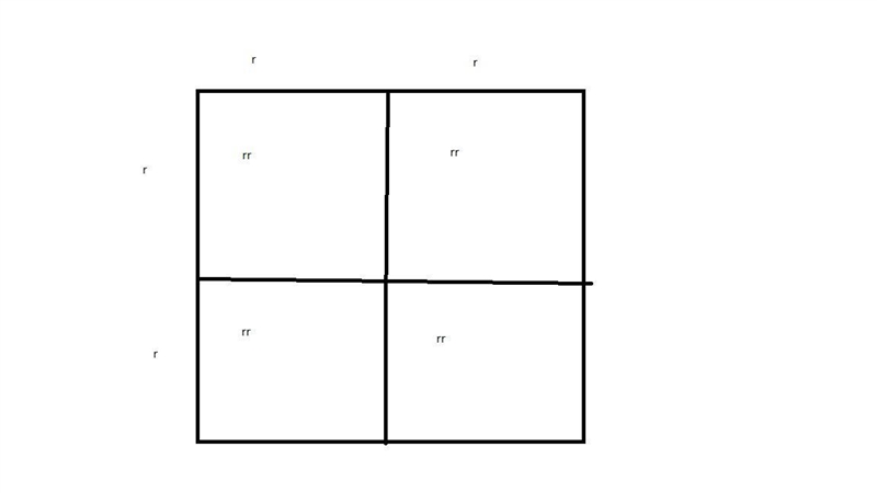 Assignment: Using Punnett Squares Exploration First Cross: Show a cross between a-example-3