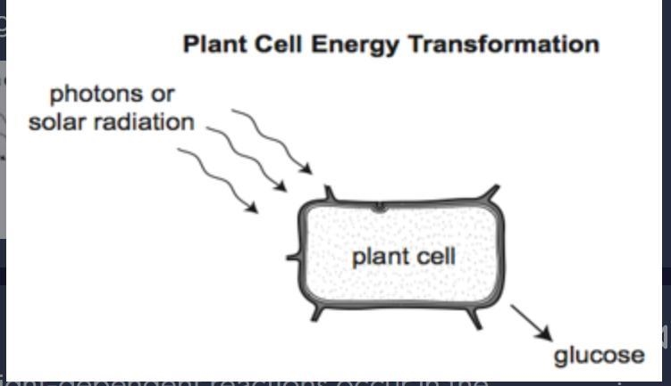 the diagram shows an energy transformstion that typically occurs in plant cell plastids-example-1