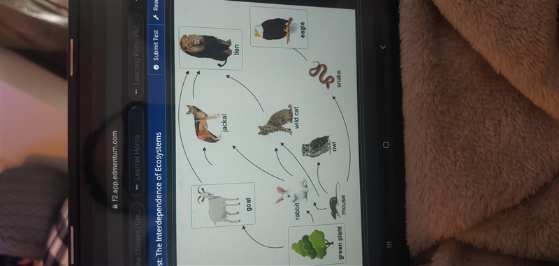 Place the organisms in the correct locations in this food web.-example-1