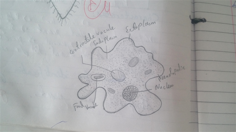 Draw the diagram of amoeba with labelling-example-2