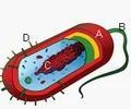 Which of the labeled structures in the image allows bacteria to exchange genetic material-example-1