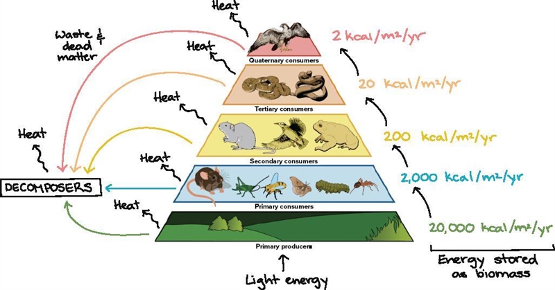 Contrast how energy is transferred directly and indirectly through a food chain by-example-1