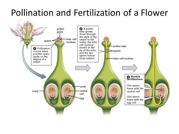 In which order does sexual reproduction take place in plants? A. Pollination, germination-example-1