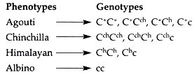 Indicate the coat color and the proportion of offspring with that color for each of-example-1