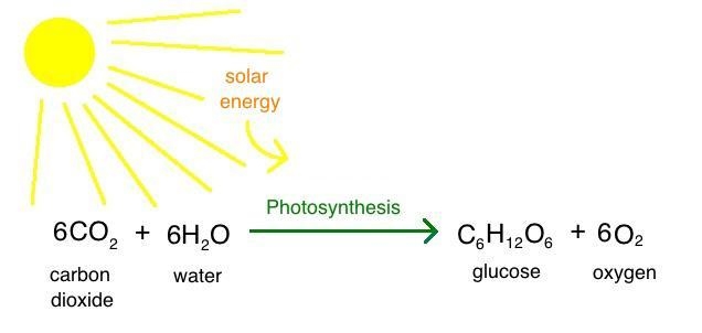 Witch of the following is a produced as a result of photosynthesis Heat Water Oxygen-example-1