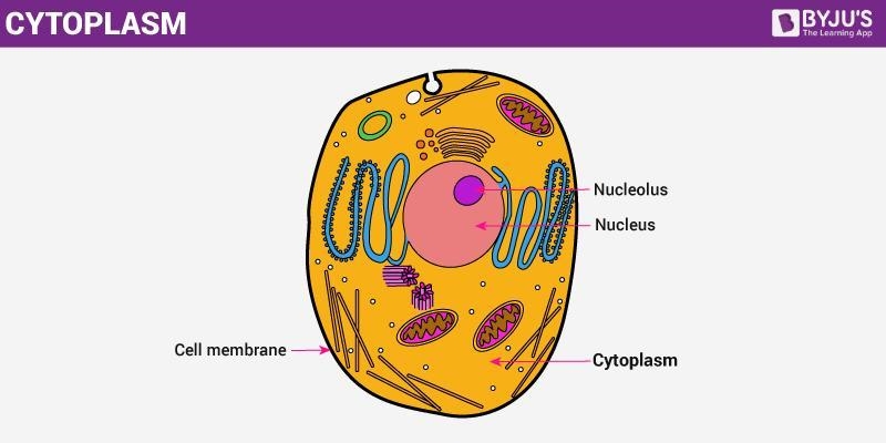 What is the gel-like fluid that fills the cell and surrounds the organelles?-example-1