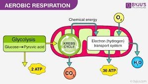 Describe two scenarios where where respiration can occur-example-1