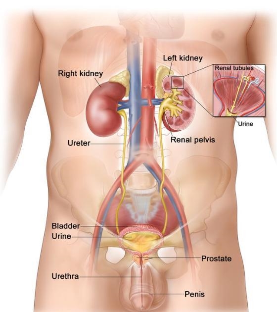 Show the location of different parts of the urinary system in man-example-1