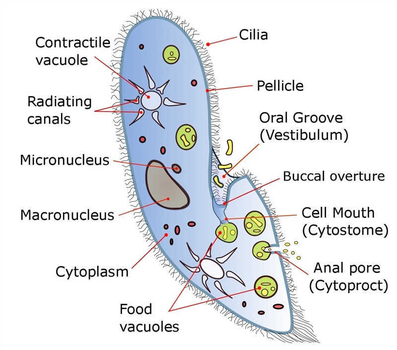 Which group of protists would be most likely to have cilia as adults and why? (1 point-example-1