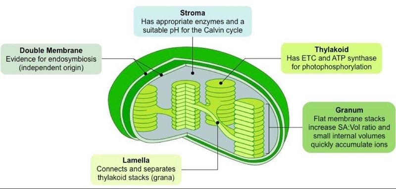 Structure and functional of the chloroplast​-example-1