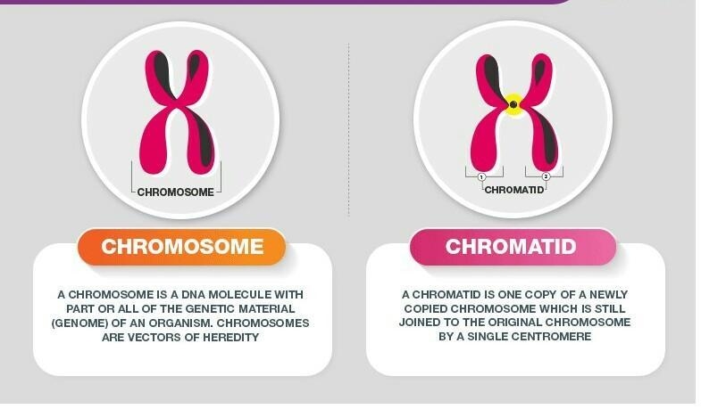 What is the difference between chromosomes and chromated​-example-1