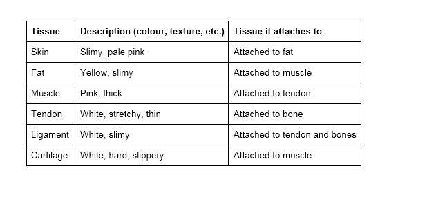 Help, 10 points "Tissue Description (color, texture, etc.) Tissue it attaches-example-1