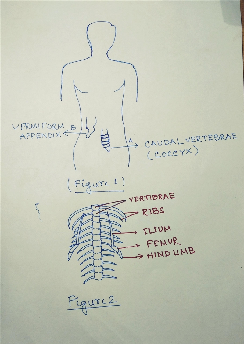 A body part lost its original function through evolution what is the vocabulary term-example-1