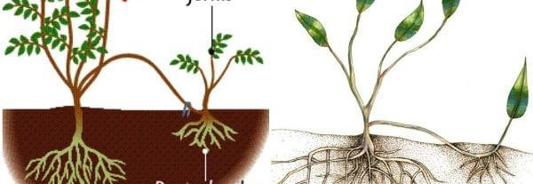 What is vegetative propagation?-example-1