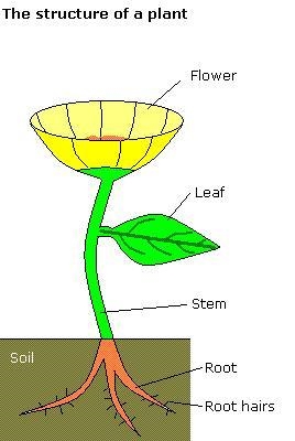 In general, what plant structure would have the most chloroplasts?-example-1