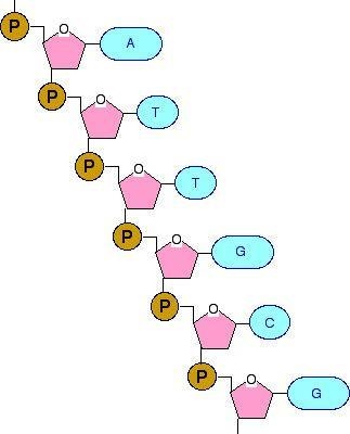 20. What makes up the backbone of a DNA molecule? ribose and deoxyribose nucleic acids-example-1