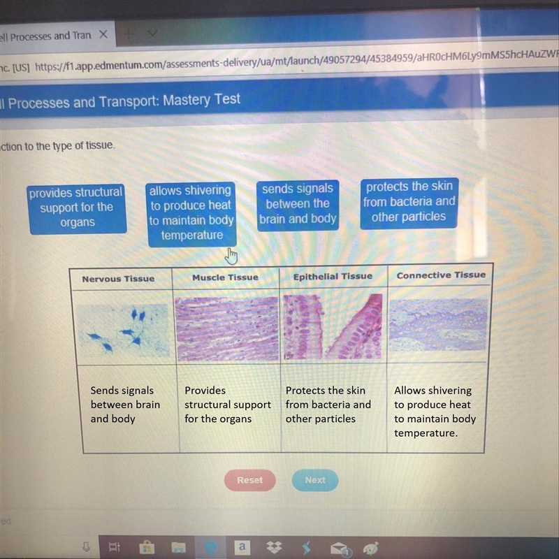 Match the function to the type of tissue-example-1