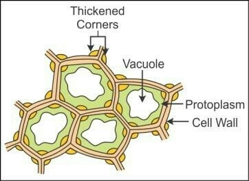 Draw a simple labelled diagram if a collenchyma tissue-example-1