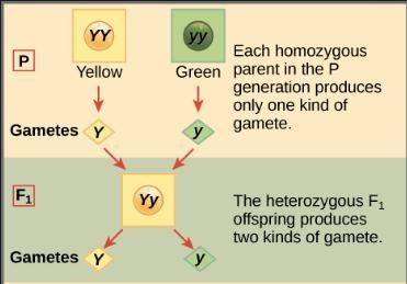 According to the principle of segregation, what kind of gametes can an individual-example-1