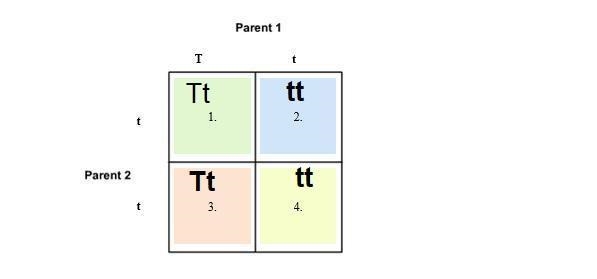 Complete this punnett square Enter your answer in the space provided Each Square is-example-1